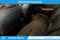 2025 Mitsubishi Outlander PHEV SEL